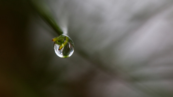 After the Rain - Yorba Linda, California
