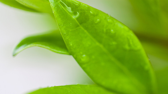 After the Rain - Yorba Linda, California